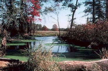 The Great Swamp, Chatham, NJ